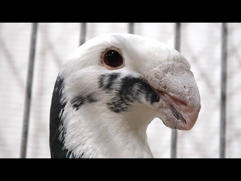 German fancy pigeon breeds