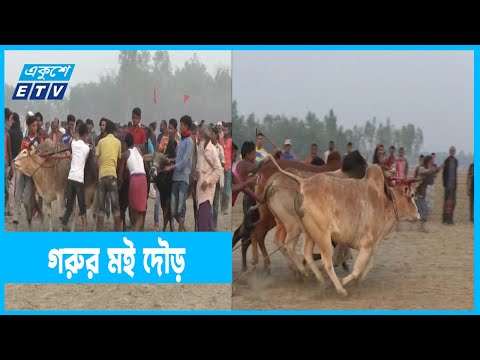 গরুর মই দৌড় প্রতিযোগিতা