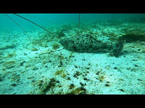 Spearfishing Atlantic HALIBUT under the ARCTIC midnight sun