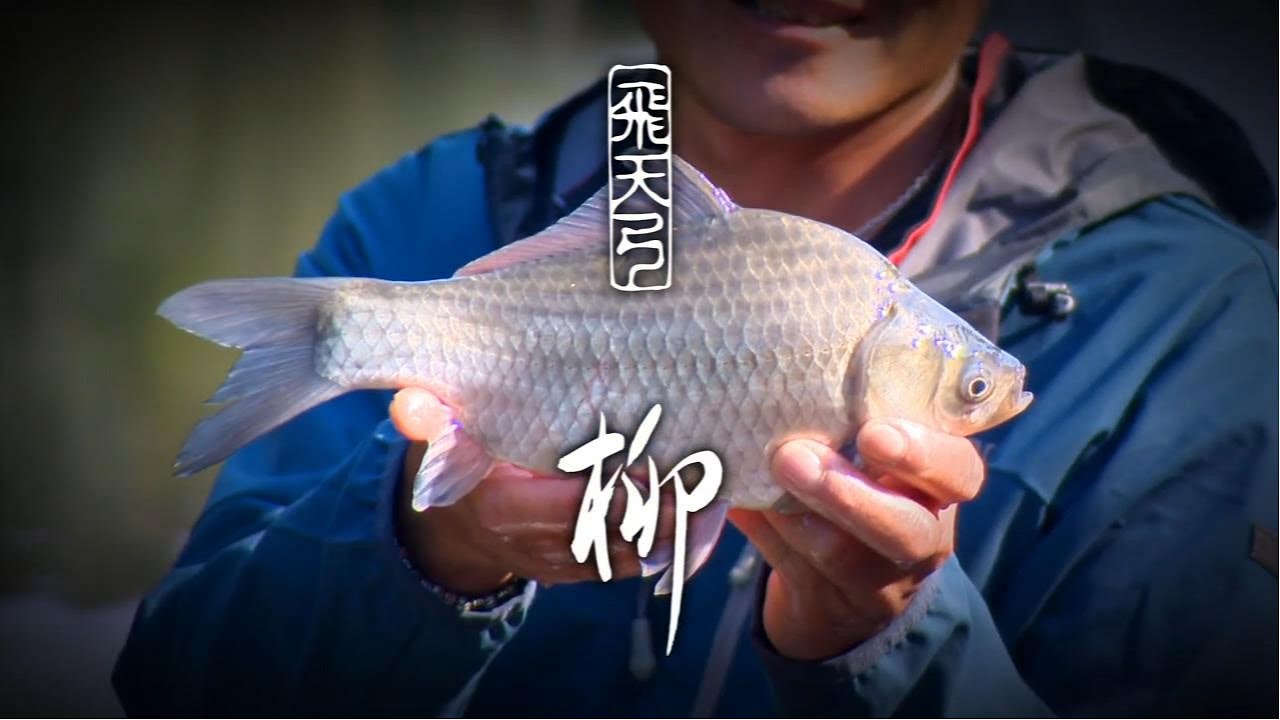 Cần hera Shimano Phi Thiên Cung Yanagi 飛天弓　柳
