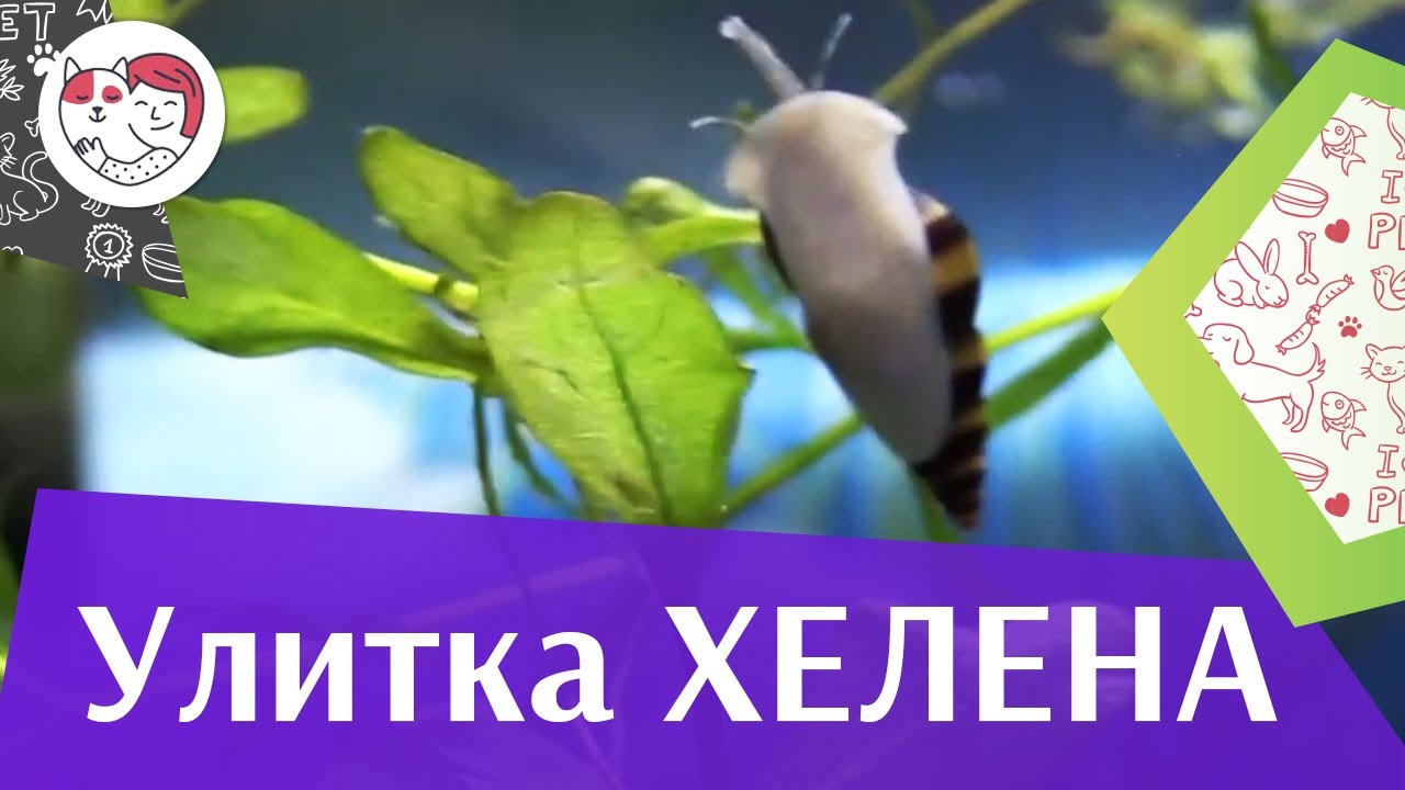Улитка хелена Кормление на ilikepet