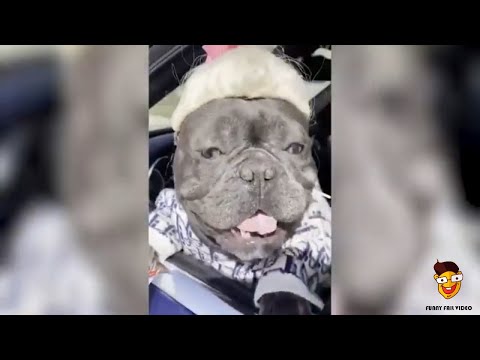 Extrem lustige Tiervideos zum Totlachen - Funny Fail Video