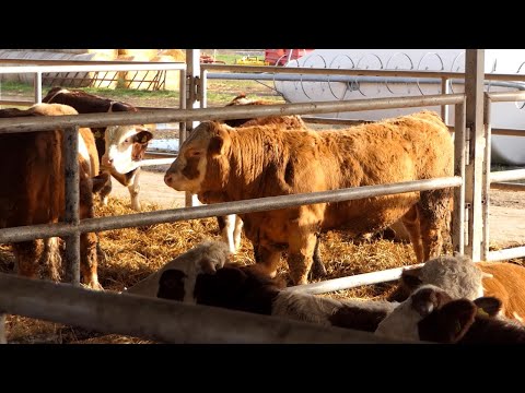 Domaćine kako radiš 06.12.2021. Tov junadi, ZZ Agro Čoka, Miloševac kod Velike Plane