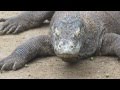 Wild Komodo Dragon In Forest On Rinca Island Living Dinosaur
