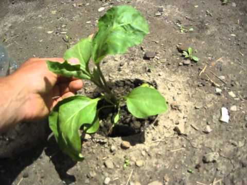 How to prevent Flea Beetles from eating your eggplant leaves without pesticides.