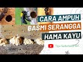Cara Ampuh Basmi Kumbang Bubuk Kayu 100 Ampuh