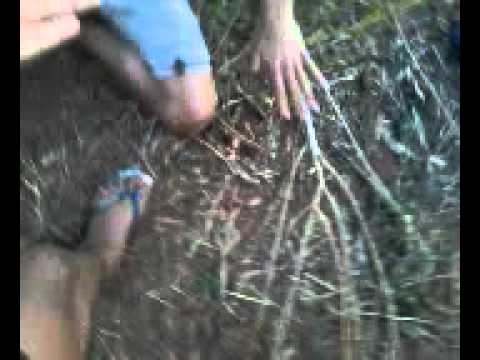 Tiquin X Camundongo. ( Paiol )