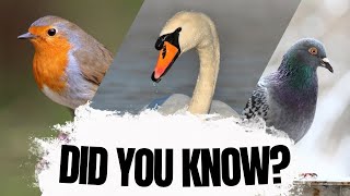 Most people dont know these Bird Facts!