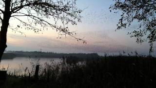 preview picture of video 'Starlings at Strumpshaw'