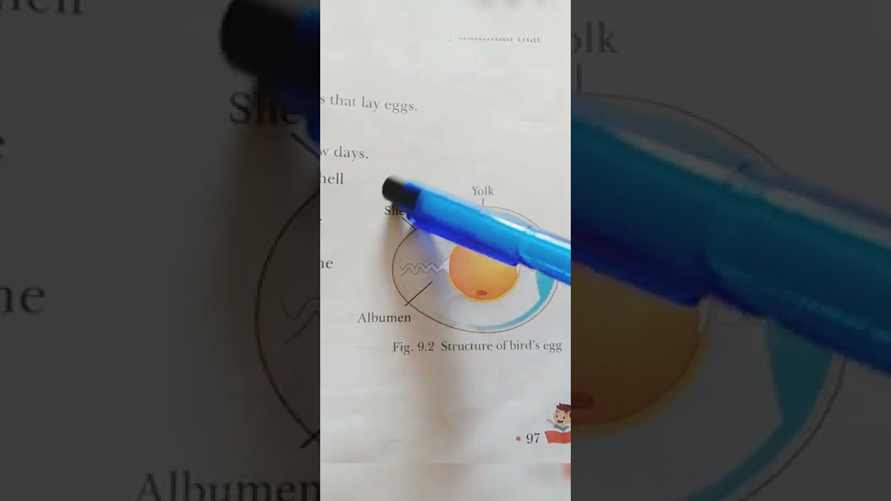 structure of #eggs #science #yolk #eggshell #albumen #three#layers #youtubeshorts