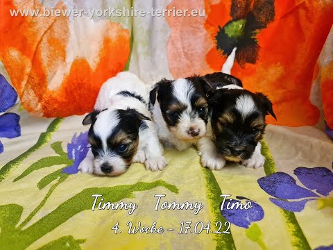 T2-Wurf - 4. Woche_17.04.22