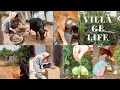 Village Life Indian Village Life Village Vlog Haryanavi Village Cow Milking Rural Life Milking