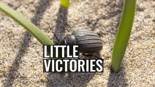 Little Victories
