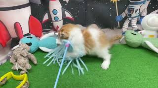 スコティッシュフォールドの動画01