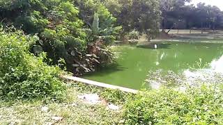 Download lagu 'Ku lihat HIJAU'🐂🐃🐄🐴🐗🐒 mp3 Download lagu 'Ku lihat HIJAU'🐂🐃🐄🐴🐗🐒 mp3