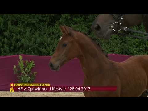 KN 62 Quantum Hf v. Quiwitino - Lifestyle