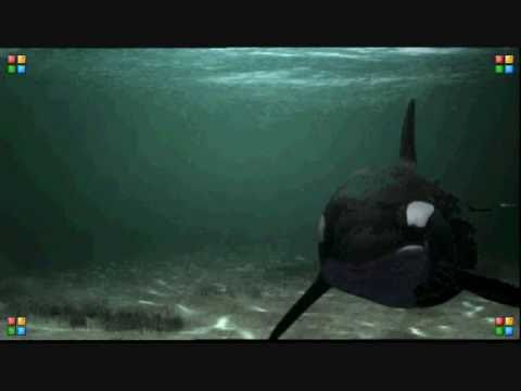 Free Willy 4-Freedom