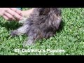 Morkie dogs for sale: Dallas - Video 1