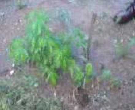 Out 08 Marihuana Zálivka