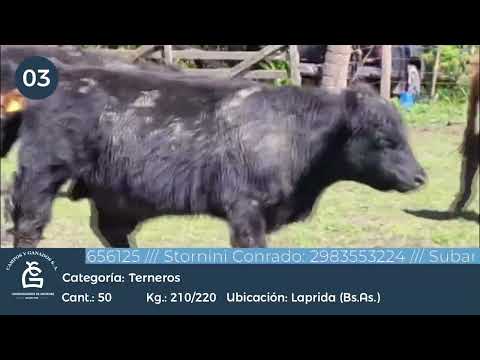 Lote Machos - Laprida Bs As