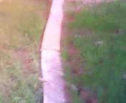 YAVRU SAF SIVAS KANGALLARI VE SAHIPLERI TANSU UYAR