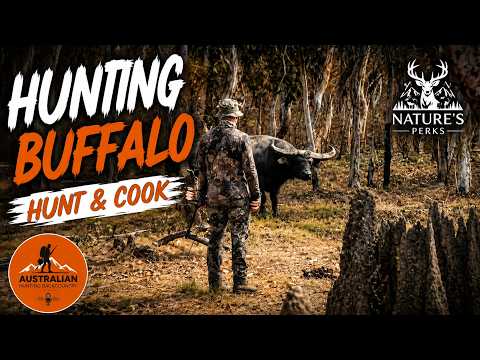 Hunting Buffalo in Australia, Hunt & Cook