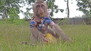 Baby monkeys like to eat ripe mango