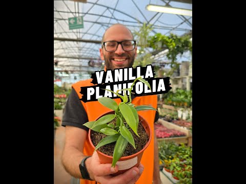 Orchidea Vaniglia: Come si coltiva la Vanilla planifolia, la pinata da cui nasce la Vaniglia