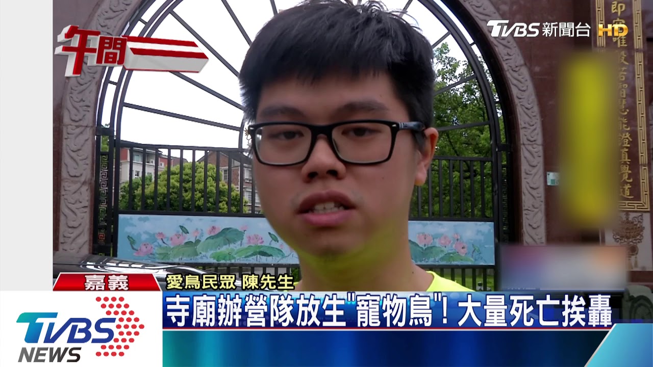 寺廟辦營隊放生「寵物鳥」！　大量死亡挨轟