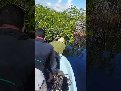 COCODRILEANDO en la Ciénaga de Zapata.