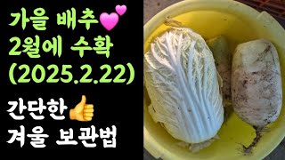 가을 배추