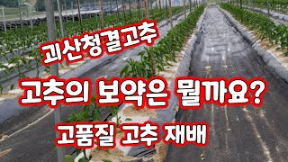 고추 스피링쿨러 가뭄 해결 대책을 세워야 한다 [고추재배방법]