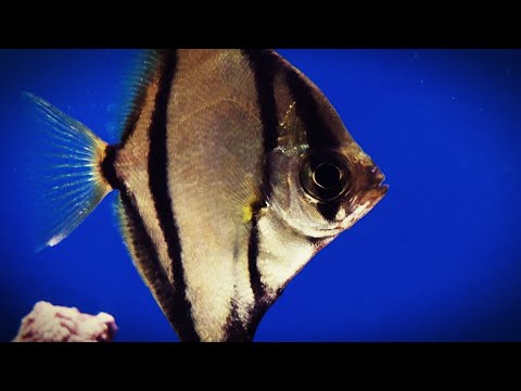 Watch Video on YouTube