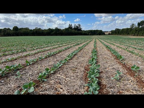 Colza 2022: Striptill & monograine