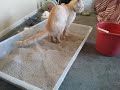 Cat Diarrhea That Sounds Like A Ketshup Bottle
