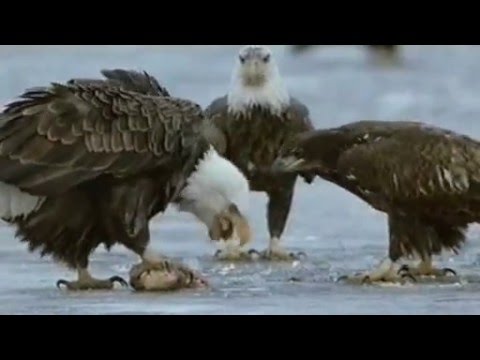 BBC   Natural World   Mississippi, Tales of the Last River Rat