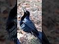 Hear the Mystical Call of the Grackle!