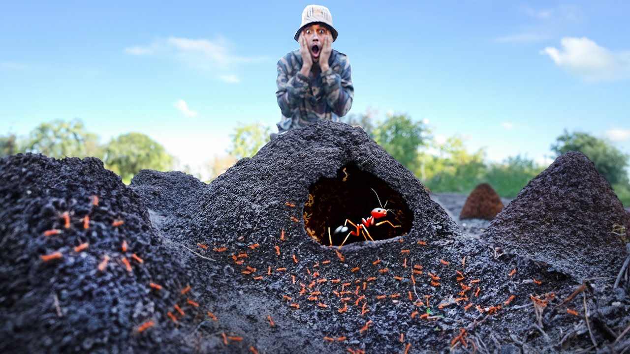 AS FORMIGAS CONSTRUIRAM FORMIGUEIRO GIGANTE na MINHA CASA