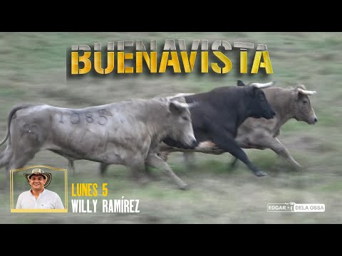 BUENAVISTA 2026 Toros de WILLY RAMIREZ