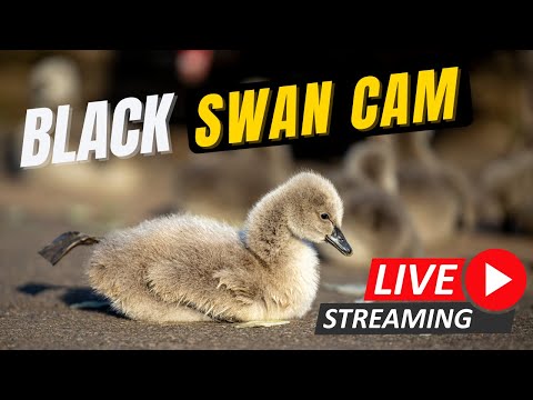 Black Swans thumbnail