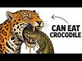 You Re Born A Jaguar The Crocodile Hunter