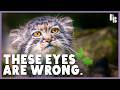 These Cats Have Human Eyes