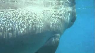 Nager avec un Dugong New Caledonia.m4v