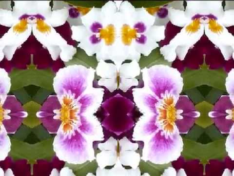 download lagu mp3 mp4 Oleander Bandra, download lagu Oleander Bandra gratis, unduh video klip Oleander Bandra