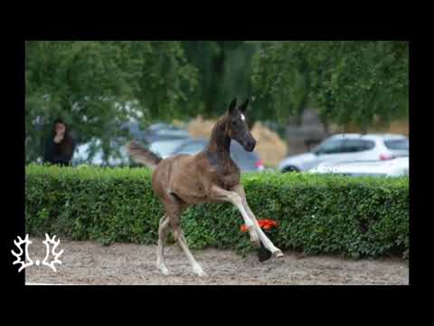 Guccia von Zauberdeyk x High Motion