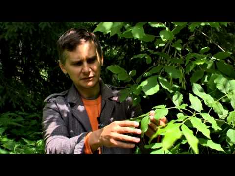 Prosto z lasu, odcinek 8/12