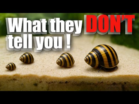 the truth about Assassin snails nobody tells you