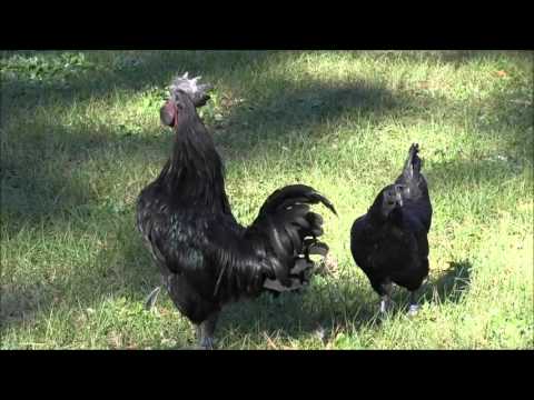 Goth Chickens
