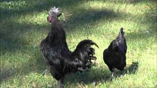 Goth Chickens