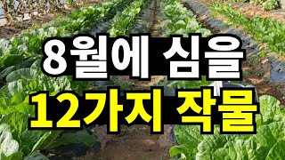 8월에 심는 텃밭작물 12가지 소개해요. 김장배추, 김장무도 준비해요. 확인하셔서 시기 놓치지 마세요.